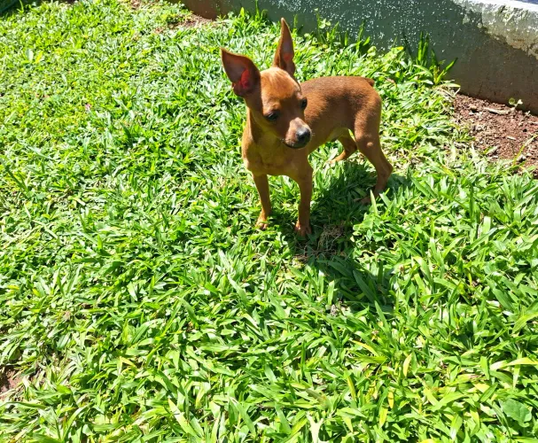 MACHO PINSCHER 7 MESES