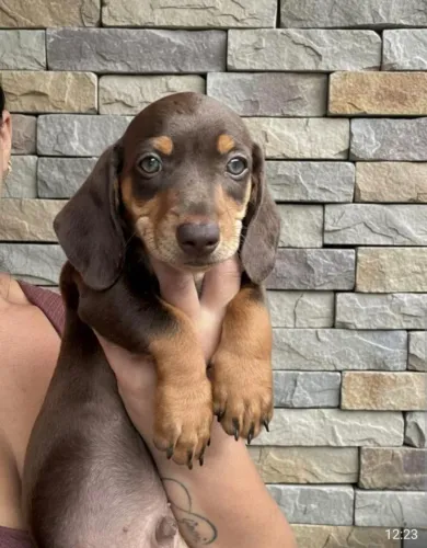 Linguicinha disponível 