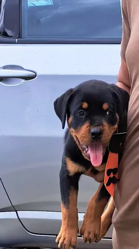 Eles chegaram rottweiler alemão 