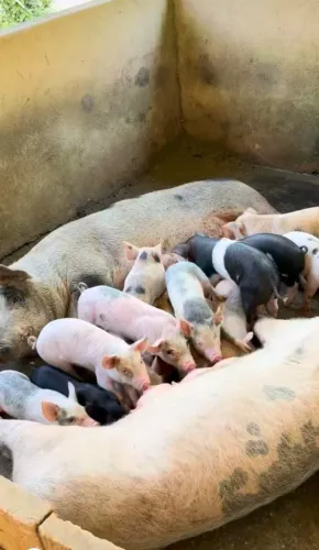Animais 