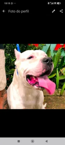 Dogo argentino disponível pra cruza