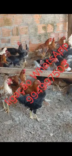 Galinha