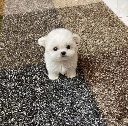 Maltês micro 