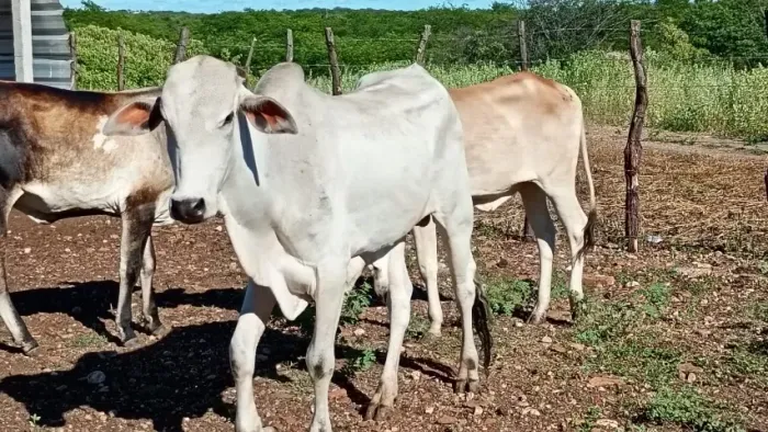 Garrotes nelore