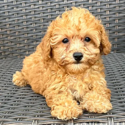Filhote Poodle Toy: Entrega rápida