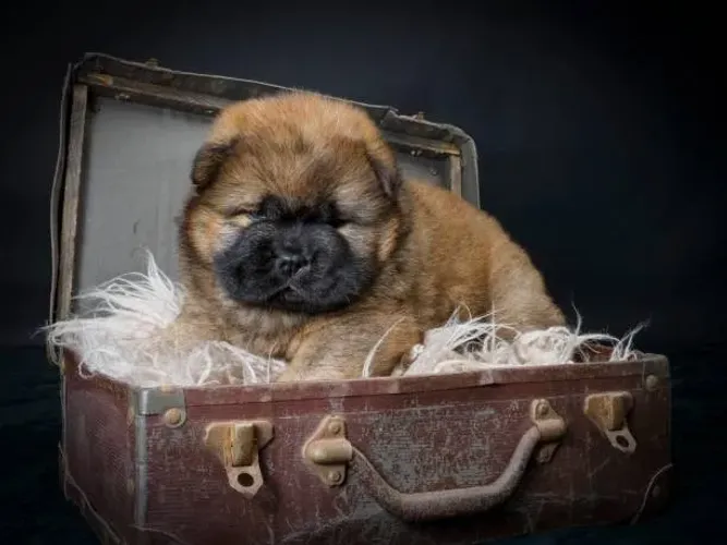 ? Ninhada de Chow Chow Disponível | Reserve Seu Filhote