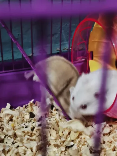 Hamster anão russo