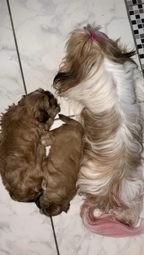 Vendo cachorros Shih tzu