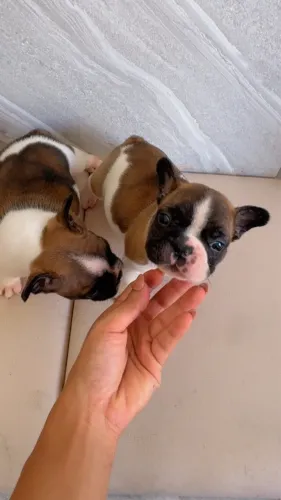Buldogue francês Macho