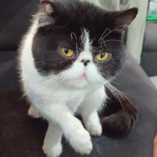 Gato Persa Frajola 