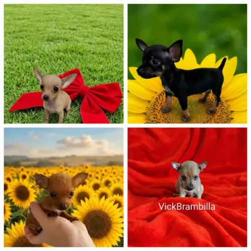 Feminhas filhotinhas de pinscher miniatura zerinho disponíveis 