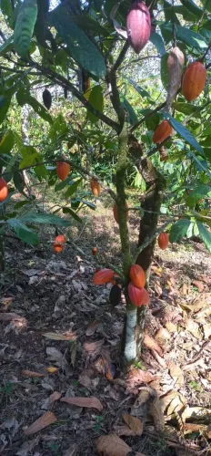 Vendo excelente sítio produtivo teolaindia