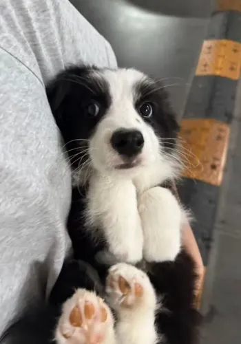 Border collie Seu próximo doguinho de estimação está aqui