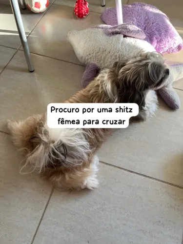 Shih tzu