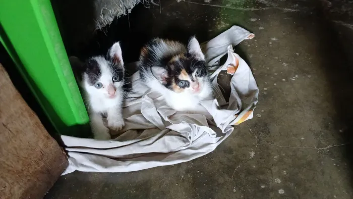 2 gatinhas fêmeas