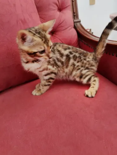 Filhote Bengal
