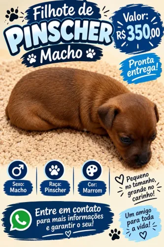 Pinscher macho filhote