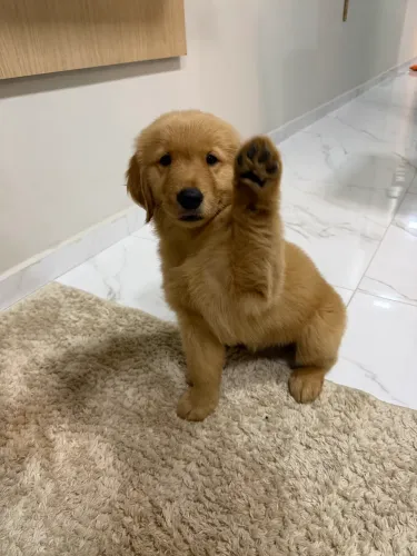 Golden Retriever filhote