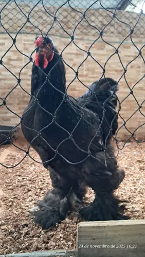 Galo brahma Puro