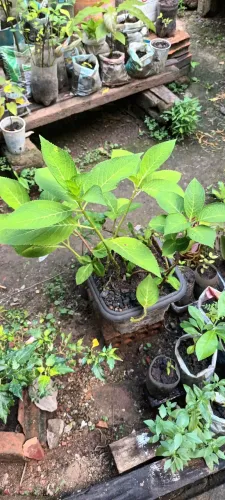 Venda de mudas de frutíferas