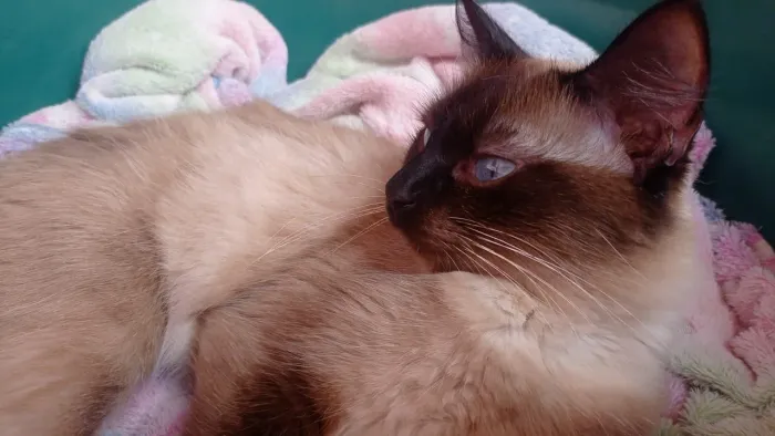 Doação gata siamês dos olhos azuis