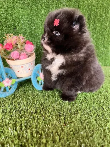 Lulu da pomerania fêmea pretinha 