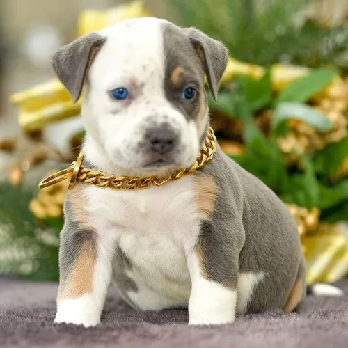 Filhote Pitbull - bicolor