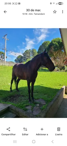 Cavalo mestiço crioulo R$3.200