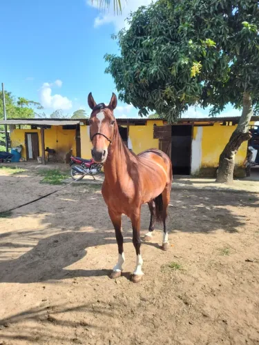 Cavalo Garanhão Mangalarga Machador TOP 7 Anos Registrado Badboy do Kangurito
