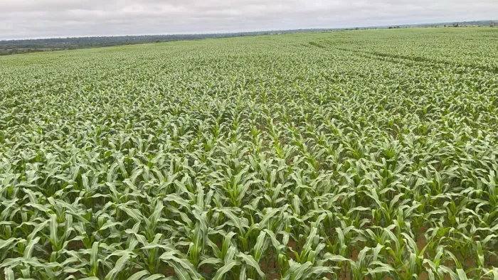 Fazenda  para  investidor  66 alqueiro