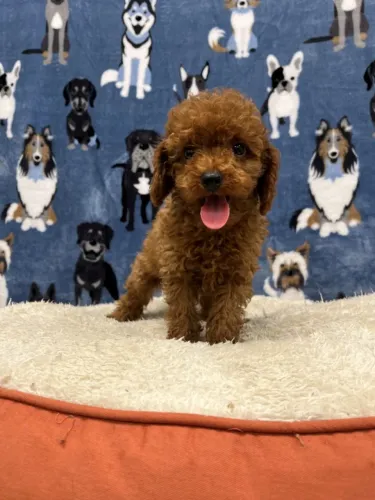 Poodle toy  Bolinhas de Pelo Cheias de Amor
