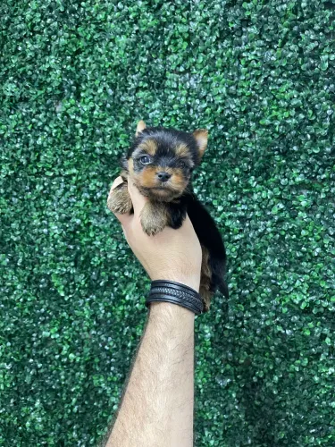 Yorkshire micro disponível em Passo Fundo