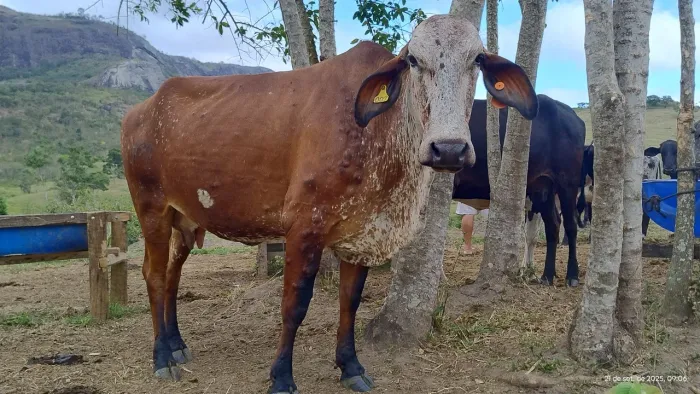 Troca vacas girolando em carro ou implementos para trator