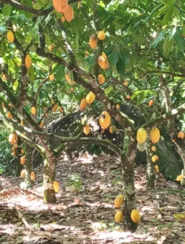 A VENDA terreno na zona rural no municipo de wenceslau-ba
