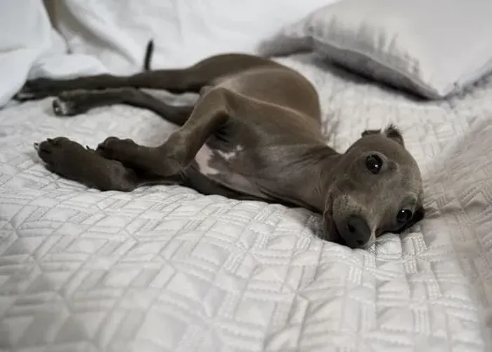 Belíssimos Galgos Italiano