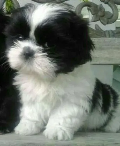 Filhote Shih Tzu adorável como um bebê ?
