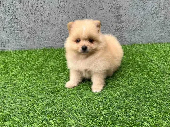 Lulu da Pomerânia à Venda com entrega já