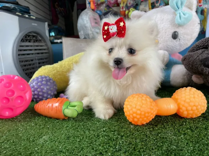 Fofura de Spitz alemão um bolinha de pelo 