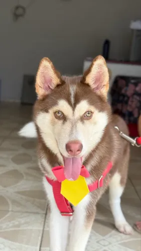 Husky siberiano