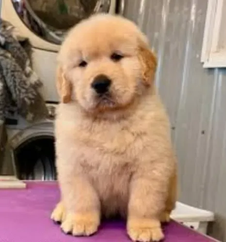 Golden Retriever Filhotes Muito Lindos.