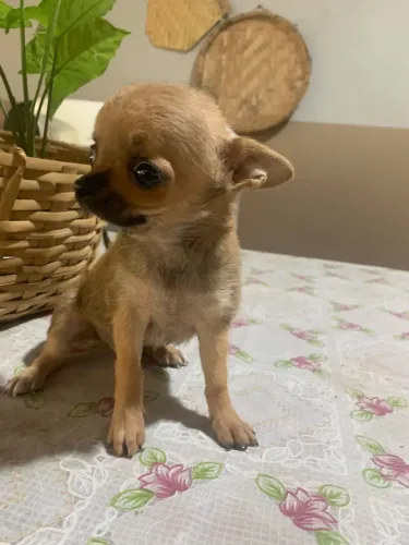 Filhote de chihuahua