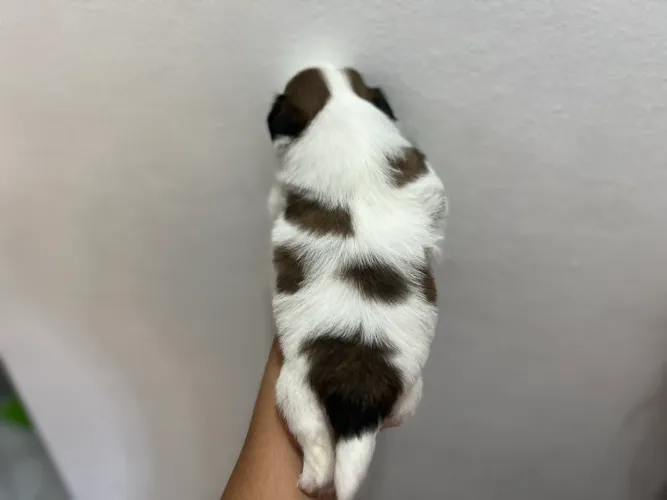 Filhotes de Shihtzu