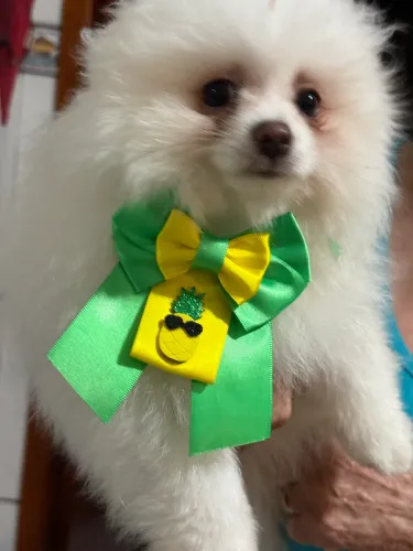Filhote Spitz Alemão 