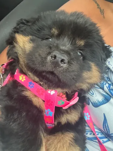 Cachorra