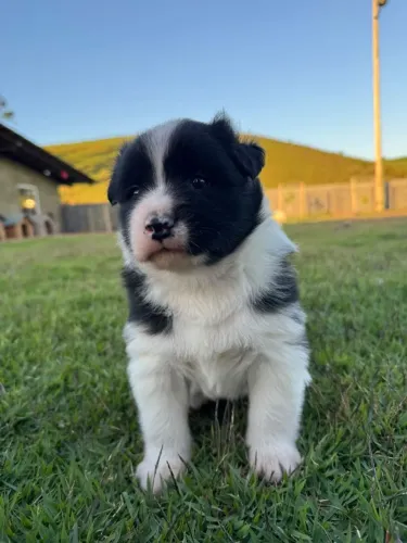 Folhotes de border collie com akita