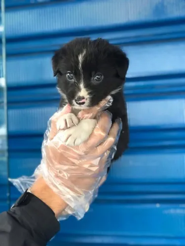 LINDOS FILHOTES DE BORDER COLLIE FILHOTE COM 50 DIAS VACINADOS E COM PEDIGREE