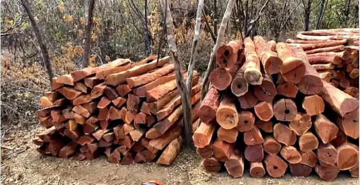 Palanques, Lascas e Roliços de Madeira - Entrega no Local