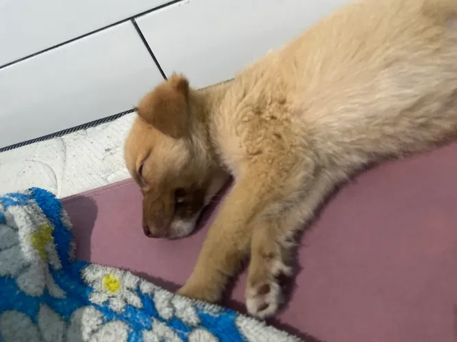 Doação de cachorro filhote porte pequeno 