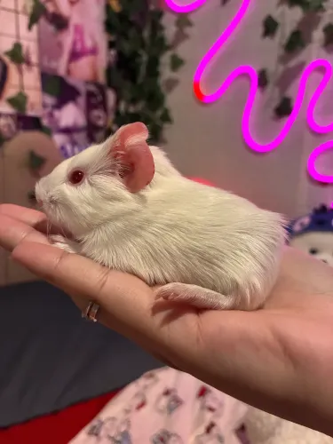 Porquinho da índia filhote 2 dias de vida 
