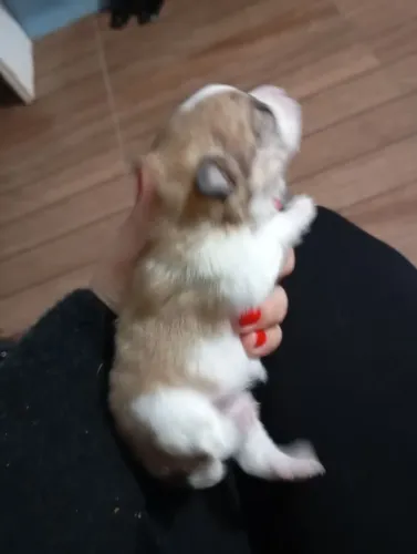 Vendo filhote de Lulu Pomerânia 
